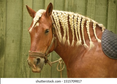 Head Of A Brown Horse With Braids Hairstyle. Green Wood Background.