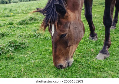 Head of brown horse grazing close-up. Mane, ears and a white spot on the forehead. Horse hooves - Powered by Shutterstock