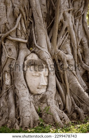 Head of a Buddha statue entwined with a strangler fig in Wat Mahatat, former royal city of Ayutthaya, Ayutthaya Historical Park, Thailand, Southeast Asia, UNESCO World Heritage