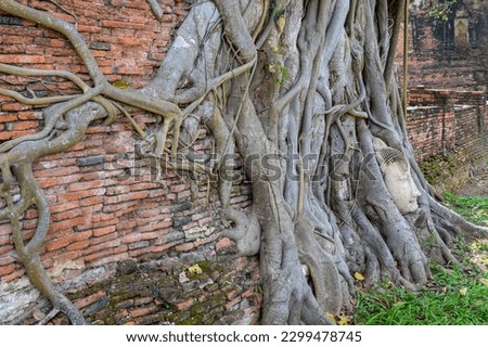 Head of a Buddha statue entwined with a strangler fig in Wat Mahatat, former royal city of Ayutthaya, Ayutthaya Historical Park, Thailand, Southeast Asia, UNESCO World Heritage
