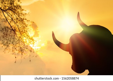 Head bull in prairie habitat silhouette against colorful sunset sky 