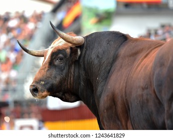 Head of bull in spain