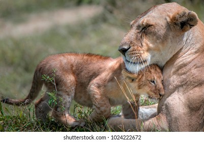 Head Bump.  Lions greet members of their pride by bumping heads.  This cub was snuggling up to its mother . - Powered by Shutterstock