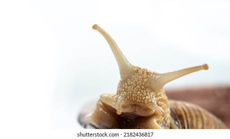 Head of a burgundy snail with tentacles close-up. Isolated on white background.  - Powered by Shutterstock