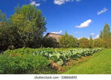 Head Of Cabbage In Vegetable Garden