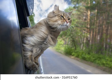  Head Cat  out of a car window  in motion. summer