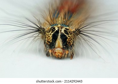 The Head Of A Caterpillar Of An Unpaired Silkworm On A White Background.