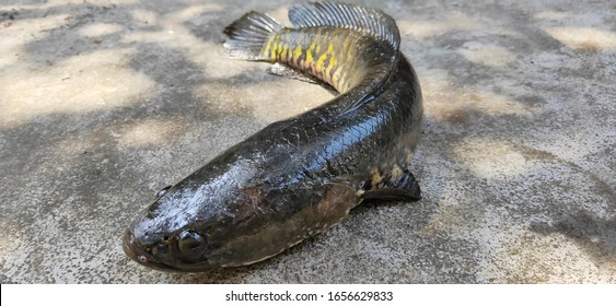 Head Channa Striata Chevron Snakehead Fish Stock Photo 1656629833 ...