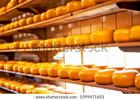 The head of cheese on the shelves. Zaanse-Schans. Netherlands