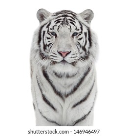 The Head And Chest Of A White Bengal Tiger In Snowflakes, Isolated On White Background. 