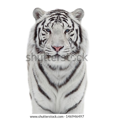 The head and chest of a white bengal tiger in snowflakes, isolated on white background. 