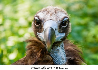 The Head Of Cinereous Vulture