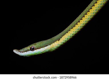 43 Baron's green racer Images, Stock Photos & Vectors | Shutterstock