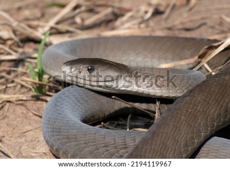 Head close up of a black mamba