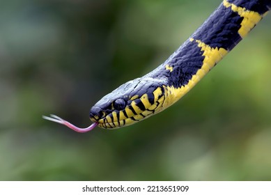 Head Close Up Of A Gold-ringed Cat Snake