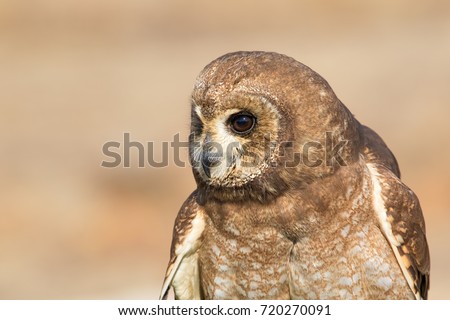 Head close up of an owl, South Africa