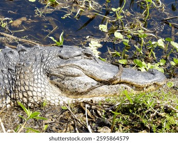 Head close up view of the alligator resting in the swamp side 