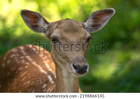 Head close-up of a female fallow deer against green background