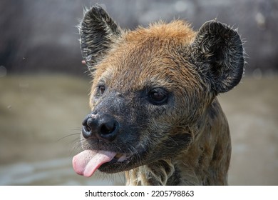 Head Closeup Of Wet Spotted Hyena With Tongue Sticking Out. Wildlife On African Safari