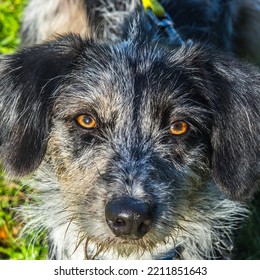 Head Of Collie Cross Dog Looking Up