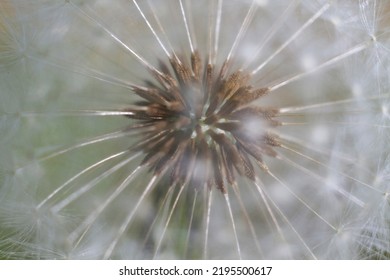 The Head Of Common Dandelion