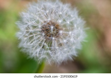 The Head Of Common Dandelion