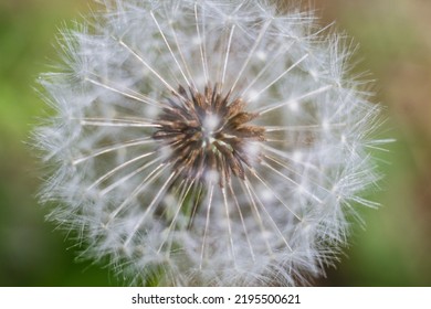 The Head Of Common Dandelion