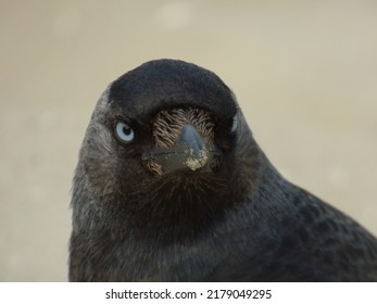 Head Of The Corvus Monedula