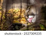 The head of a cougar in the zoo in close-up.