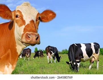 Head of a cow against a pasture