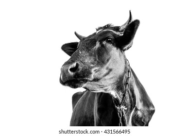 Head of cow on white background isolated. Style black and white photography.