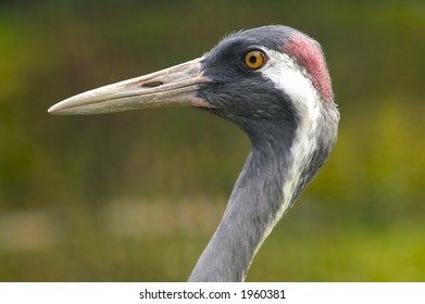 Head Crane Stock Photo 1960381 | Shutterstock