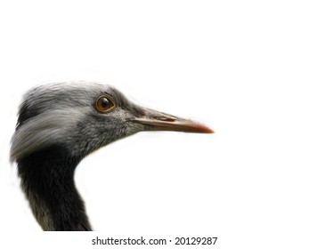 Head of a crane