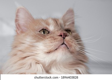 Head Of A Creme White Maine Coon Cat With Black Freckles (lentigo) On Gums, Nose And Lips.