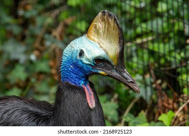 Head Crest Southern Cassowary Casuarius Casuarius Stock Photo ...