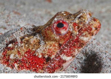 Head Of A Crocodile Snake Eel 