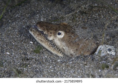 Head Of A Crocodile Snake Eel 