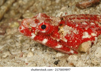 Head Of A Crocodile Snake Eel 