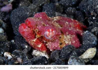 Head Of A Crocodile Snake Eel 