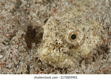 Head Of A Crocodile Snake Eel 