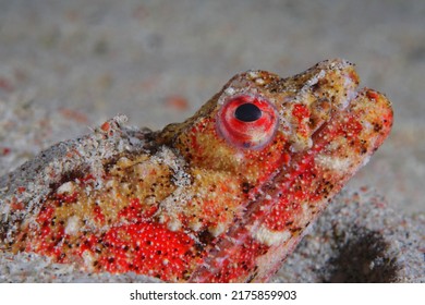 Head Of A Crocodile Snake Eel 