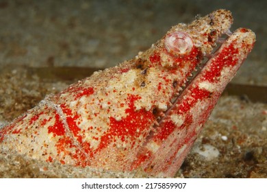 Head Of A Crocodile Snake Eel 