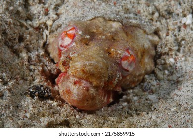 Head Of A Crocodile Snake Eel 