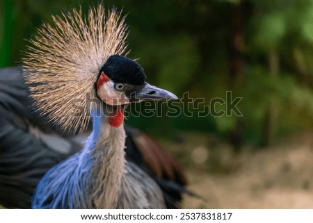The head of the crowned crane in close-up.
