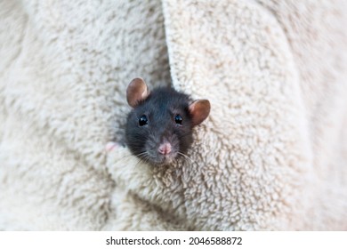Baby Rat Images Stock Photos Vectors Shutterstock Baby Rat Images Stock Photos Vectors Shutterstock