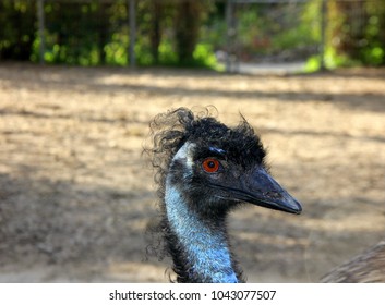 the curly ostrich