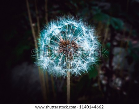 Similar – Foto Bild Nahaufnahme einer Fliederblüte von Globularia alypum mit Sonnenuntergangslicht in der Natur