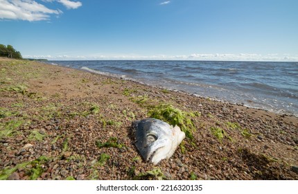 The Head Of A Dead Fish On The Beach In Green Algae. Pollution Of The World's Oceans. A Lot Of Algae On The Sand. The Death Of Fish In Reservoirs.