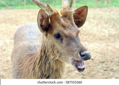 The head of deer