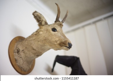 The Head Of The Deer, Fake, Paraphernalia Of Magicians